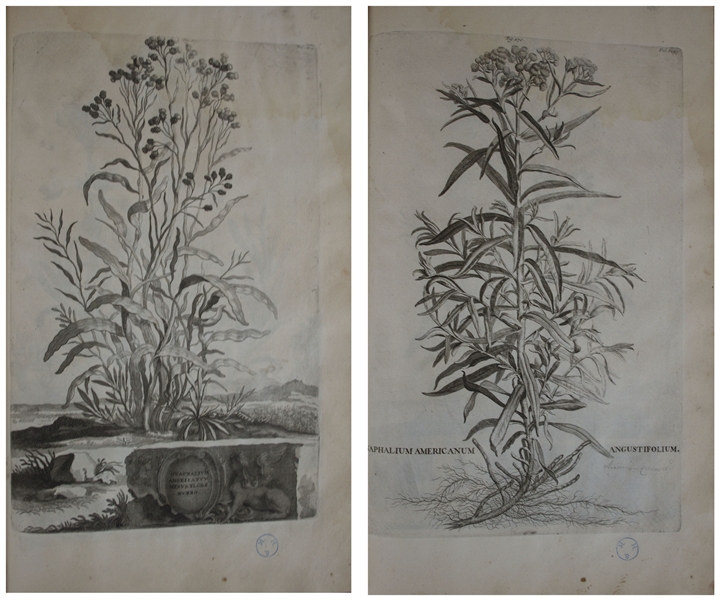 Gorgeous & Important Botanical Book From 1727, ''Phytographia curiosa'' by Abraham Munting -- With 245 Engraved Folio Plates